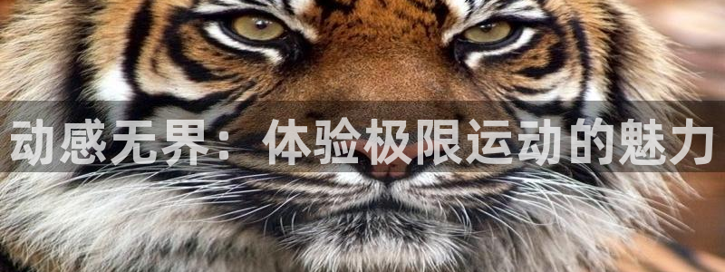 oety欧亿体育官网下载开户：动感无界：体验极限运动